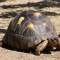 Erlebnistag bei den Schildkröten auf Korsika