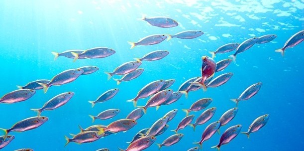 Fischschwarm