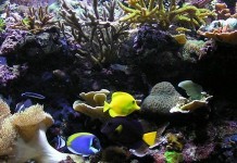 Aquarium auf Korsika – Unterwasserwelt entdecken Aquarium