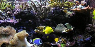 Aquarium auf Korsika – Unterwasserwelt entdecken Aquarium