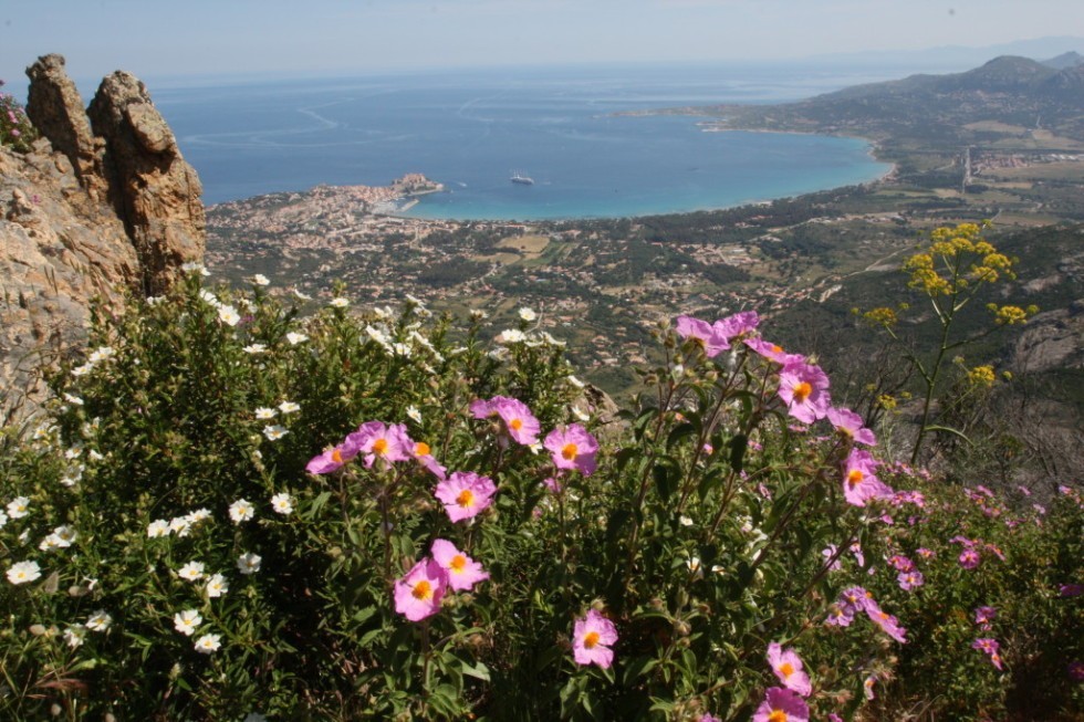 Macchia auf Korsika