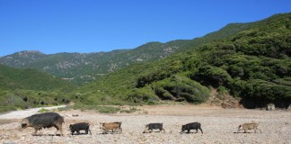 Tiere auf Korsika Wildschweine auf Korsika