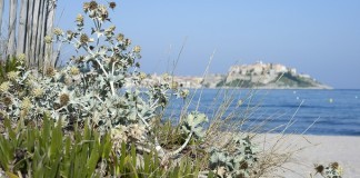 Korsika – Pflanzen der Macchia auf der Mittelmeerinsel