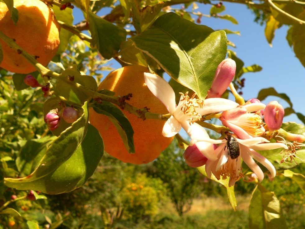 Der Fruchtgarten in Avapessa
