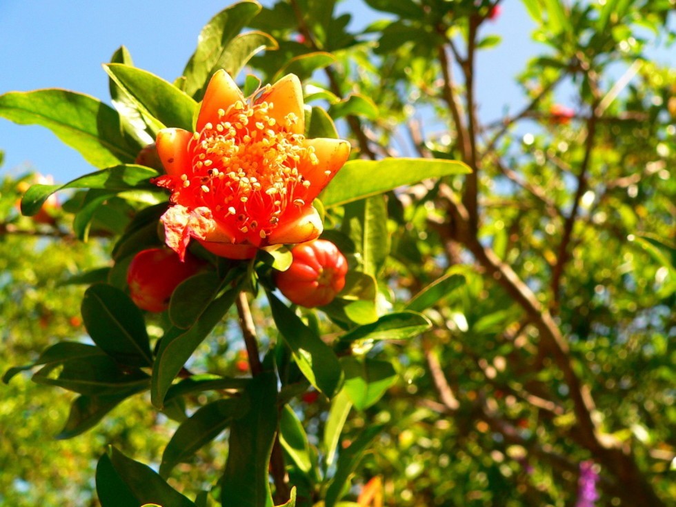Jardin d'Avapessa - Granatapfel