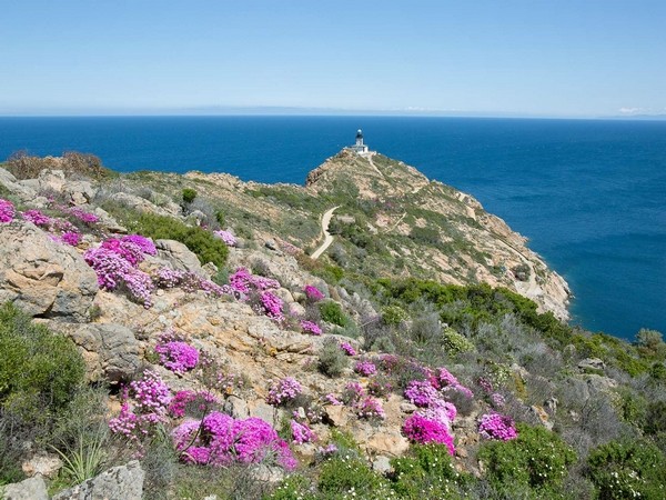 Frühling auf Korsika