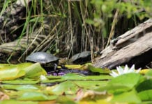 Das Fango-Delta – Immer wieder ein Erlebnis